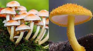 Attēlu rezultāti vaicājumam “fungi”