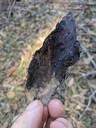 Attēlu rezultāti vaicājumam “Diachea leucopodia”