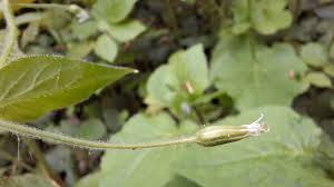 Attēlu rezultāti vaicājumam “Stellaria nemorum bud”
