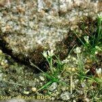 Attēlu rezultāti vaicājumam “Subularia aquatica”