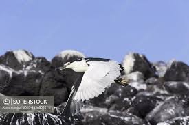 Attēlu rezultāti vaicājumam “Nycticorax nycticorax adult”