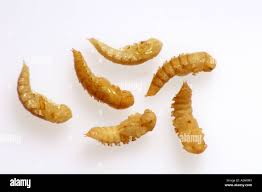 Attēlu rezultāti vaicājumam “pupa”