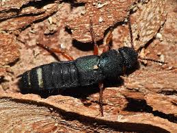 Attēlu rezultāti vaicājumam “Platydracus fulvipes”