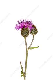 Attēlu rezultāti vaicājumam “Centaurea jacea flower”