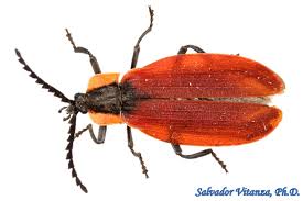 Attēlu rezultāti vaicājumam “Lycidae”