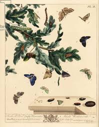 Attēlu rezultāti vaicājumam “Cosmia trapezina”