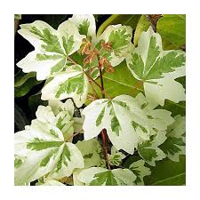 Attēlu rezultāti vaicājumam “Acer campestre leaf”