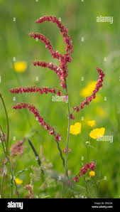 Attēlu rezultāti vaicājumam “Rumex acetosa flower”