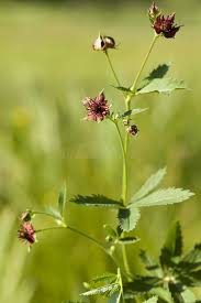 Attēlu rezultāti vaicājumam “Comarum palustre”