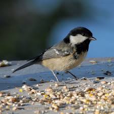 Attēlu rezultāti vaicājumam “Periparus ater”