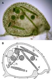 Attēlu rezultāti vaicājumam “Utricularia x neglecta bud”