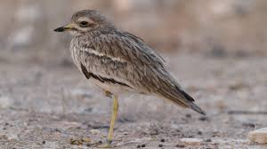 Image result for Burhinus oedicnemus