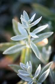 Attēlu rezultāti vaicājumam “Cerastium tomentosum leaf”
