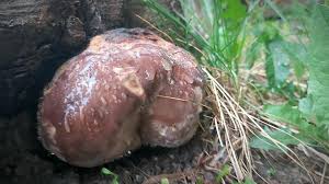 Attēlu rezultāti vaicājumam “Phellinus laevigatus”