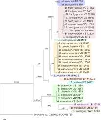 Attēlu rezultāti vaicājumam “Basidiodendron”