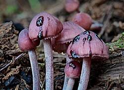 Attēlu rezultāti vaicājumam “Mycena haematopus”