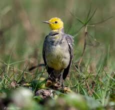 Attēlu rezultāti vaicājumam “Motacilla citreola”