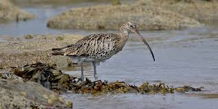 Attēlu rezultāti vaicājumam “Numenius arquata”