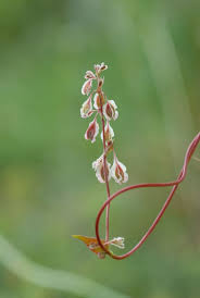 Attēlu rezultāti vaicājumam “Fallopia dumetorum leaf”