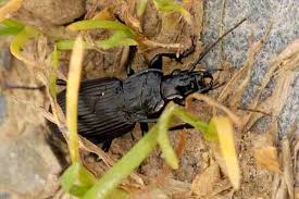 Attēlu rezultāti vaicājumam “Pterostichus niger”