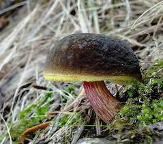 Attēlu rezultāti vaicājumam “Xerocomus pruinatus”