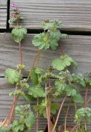 Attēlu rezultāti vaicājumam “Lamium amplexicaule leaf”