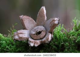 Attēlu rezultāti vaicājumam “Geastrum rufescens”