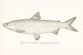 Image result for Coregonus oxyrinchus