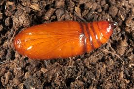 Attēlu rezultāti vaicājumam “Lycophotia porphyrea”