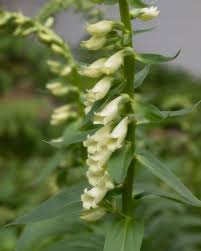 Image result for Digitalis lutea