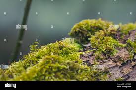 Attēlu rezultāti vaicājumam “Cladophora glomerata”