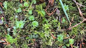 Attēlu rezultāti vaicājumam “Fissidens adianthoides sporophyte”