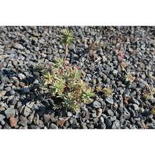 Attēlu rezultāti vaicājumam “Sedum sexangulare”