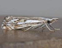 Attēlu rezultāti vaicājumam “Catoptria falsella”