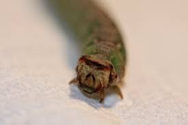 Attēlu rezultāti vaicājumam “Orthosia sp. larva”