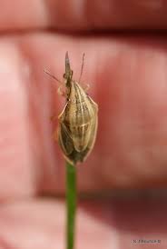 Attēlu rezultāti vaicājumam “Aelia acuminata”