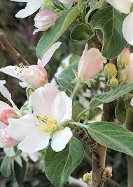 Attēlu rezultāti vaicājumam “Malus domestica flower”