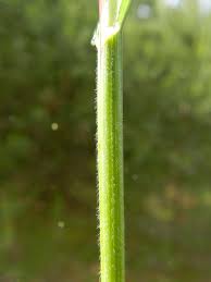 Attēlu rezultāti vaicājumam “Helictotrichon pratense”