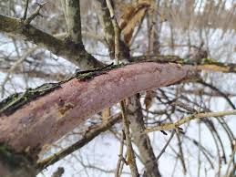 Attēlu rezultāti vaicājumam “Vuilleminia comedens”