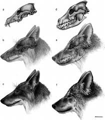 Attēlu rezultāti vaicājumam “Canis lupus”