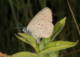 Attēlu rezultāti vaicājumam “Maculinea alcon underside”