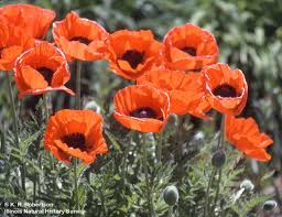 Attēlu rezultāti vaicājumam “Papaveraceae”