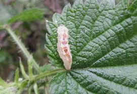 Attēlu rezultāti vaicājumam “Syrphus sp. larva”