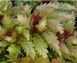 Attēlu rezultāti vaicājumam “Sphagnum palustre”