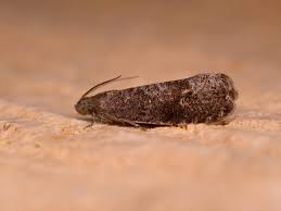 Attēlu rezultāti vaicājumam “Grapholita funebrana”