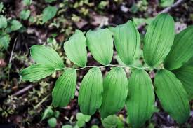 Attēlu rezultāti vaicājumam “Polygonatum multiflorum  leaf”
