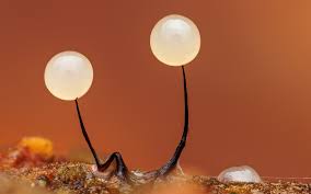 Attēlu rezultāti vaicājumam “Comatricha elegans var. microspora macro”