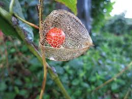 Attēlu rezultāti vaicājumam “Phalaroides arundinacea fruit”