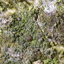 Attēlu rezultāti vaicājumam “Scoliciosporum chlorococcum”