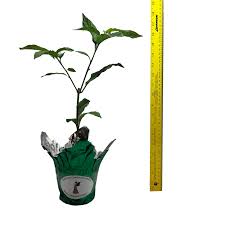 Attēlu rezultāti vaicājumam “Lamproderma gulielmae young”